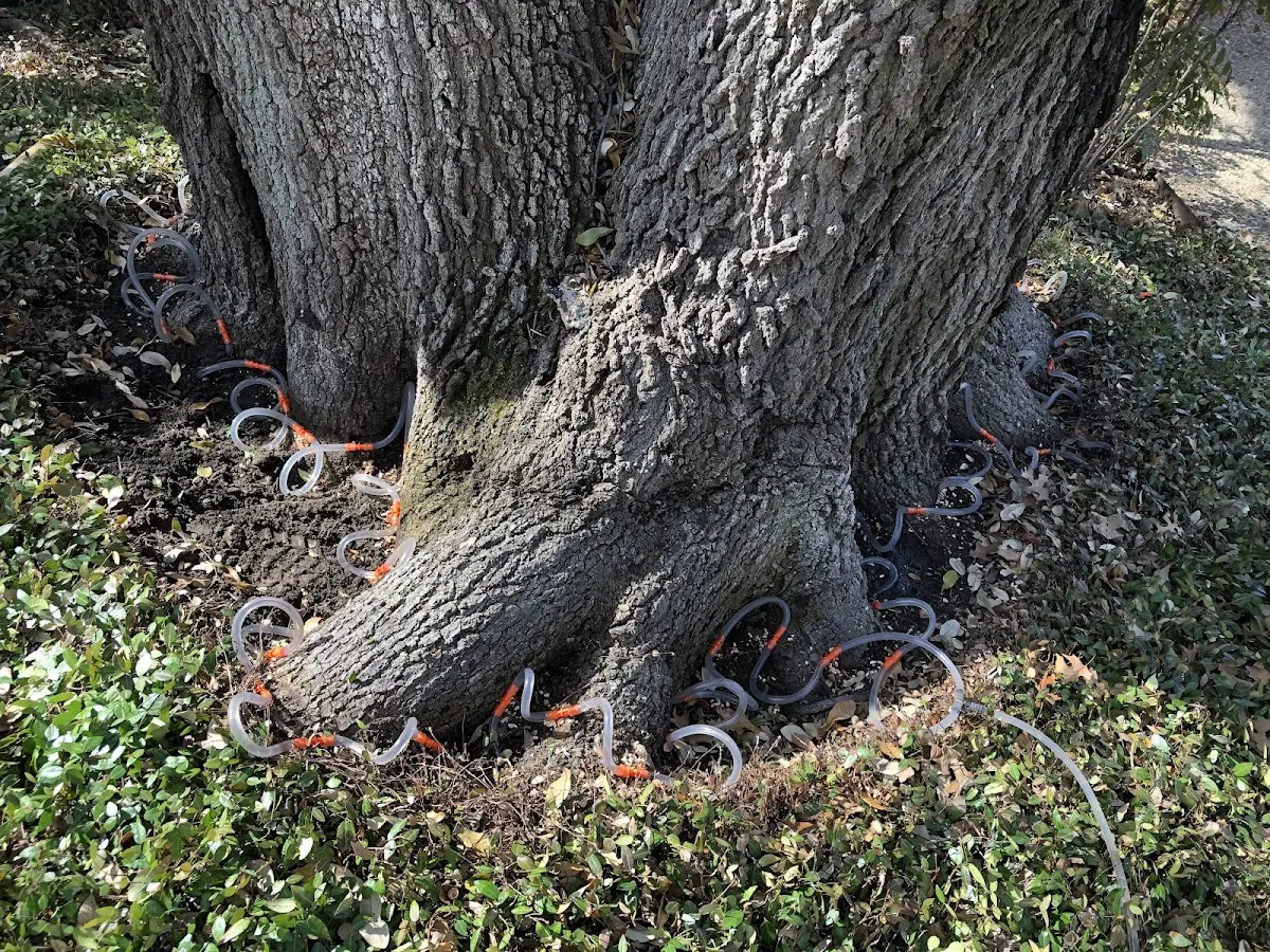 Detailed Tree Cabling and Bracing job site in North Yarmouth