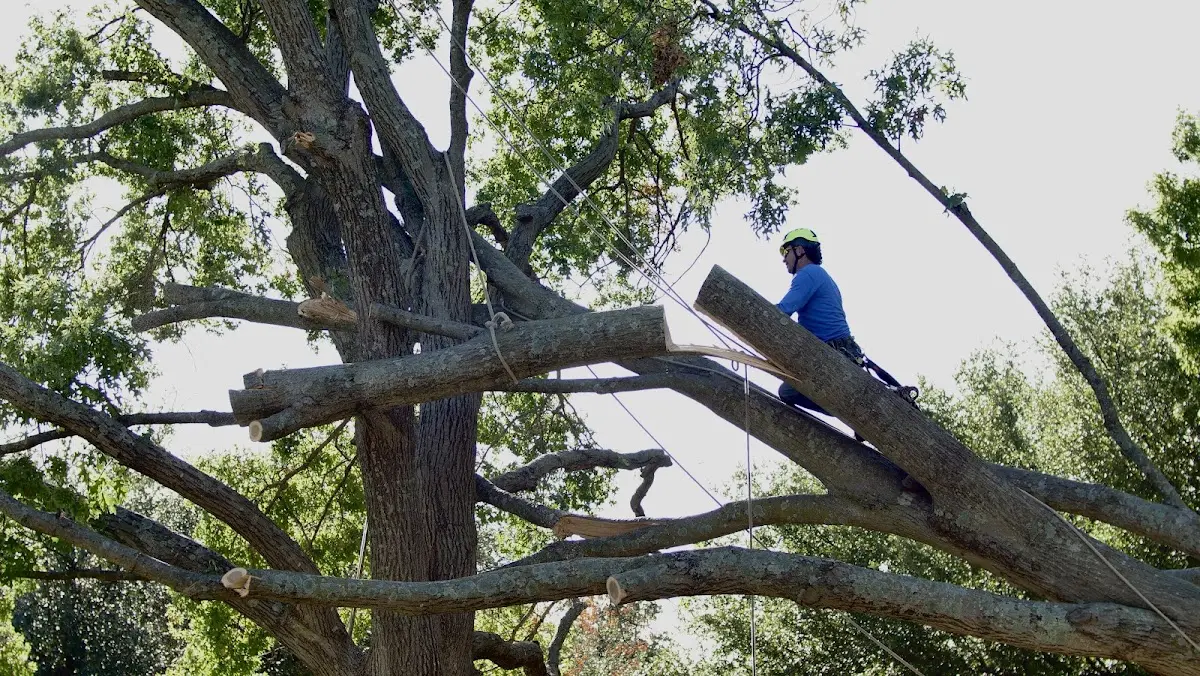 Professional Crown Thinning performed by certified arborists in North Yarmouth