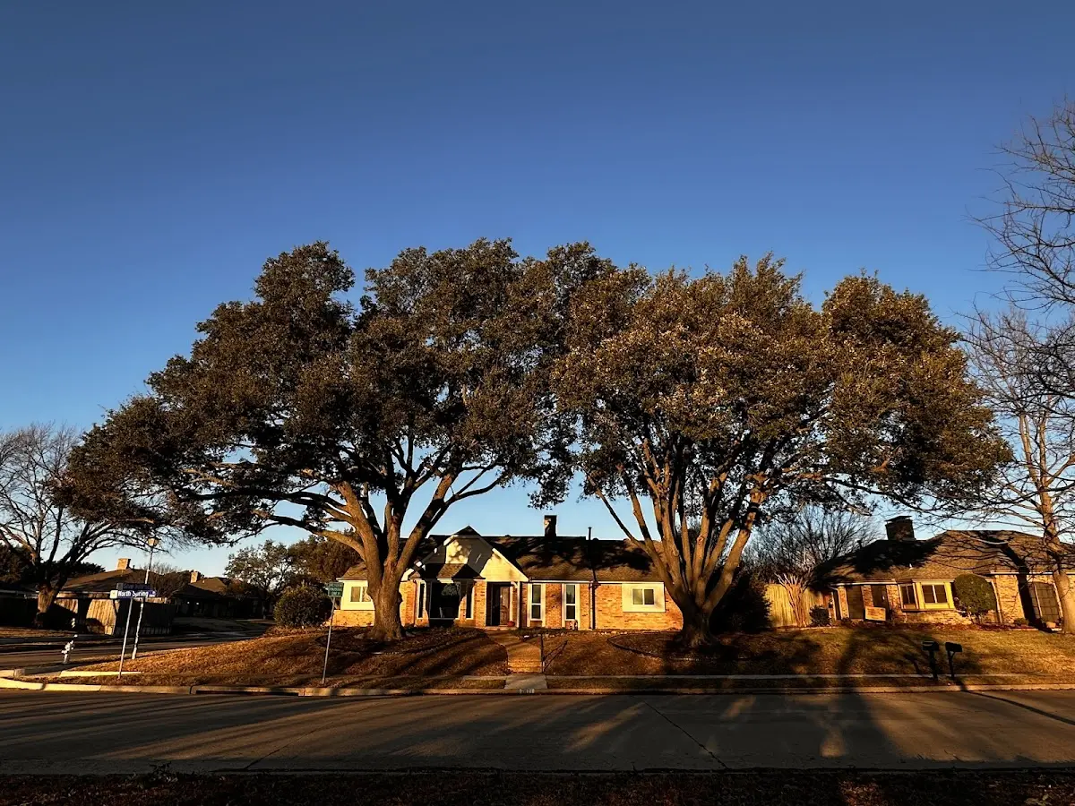 Established residential canopy tree shading a home in North Yarmouth